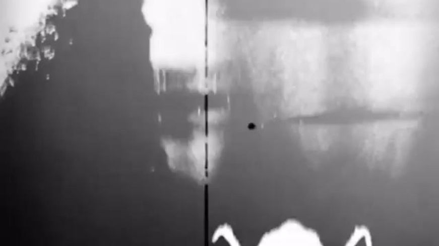 || infest/breed:reanimated ||